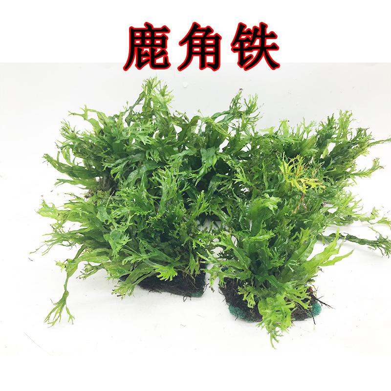 鹿角铁