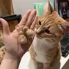 Caja de Almacenamiento Transparente para Pelo de Gato, a Prueba de Humedad y Llavero Colgante Conmemorativo para Almacenamiento de Pelo de Gato, Recolector de Pelo de Mascota