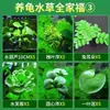 Paisajismo para Tanque de Tortugas, Plantas Verdes para Tanque de Tortugas, Plantas Acuáticas, Lechuga de Agua en Cultivo de Agua, Especial para Eliminar el Amarilleamiento, Desodorizar y Purificar el Agua para el Cuidado de Tortugas