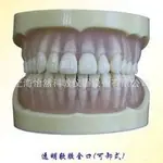 全口透明软胶标准牙模型KY0053