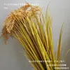 Espigas de Arroz Híbrido: Modelo de Planta de Espiga de Trigo Artificial, Modelo de Campo de Arroz con Espigas de Cebada