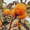Plantones de Caqui Dulce Yangfeng para Venta por Dropshipping, para Plantar en Patios del Norte y del Sur, Plantas en Maceta, Plantones Extra Grandes de Caqui Dulce Crujiente Injertados