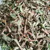 Hortelã da Medicina Herbal Chinesa com Caules e Folhas, Hortelã Selvagem, Fragrância Noturna, Caules de Hortelã Selvagem, Hortelã-pimenta