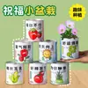 Bendición de Celebridad de Internet Plantas Verdes en Maceta Latas de Semillas de Tomate Escritorio Creativo Regalos DIY para Niños Venta al por Mayor desde el Fabricante