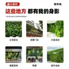 Pared Vegetal de Simulación Pared de Plantas Verdes Pared de Flores Pared de Fondo de Plantas Verdes Decoración de Cabecera de Puerta Flores Artificiales Césped de Plástico Decoración de Pared Paquete
