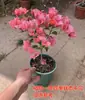 Plántulas de Buganvilia en Maceta con Flores, Plántulas Extra Grandes, Sakura Zhanghong, Interior Balcón, Floración Multitemporada, Enredadera de Alto Nivel