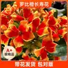Nuevo producto: Flor de Kalanchoe, Florece Todo el Año, Flores Dobles Grandes, Planta de Flor Preciosa, Plántula de Planta Verde Resistente al Frío con Capullos de Flor, Planta de Interior Zorro Dorado