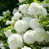 Jardim da Heidi Hortênsia Pipoca Thor Mãe do Mar Flores Plantas Vasos Mudas Balcão Pátio