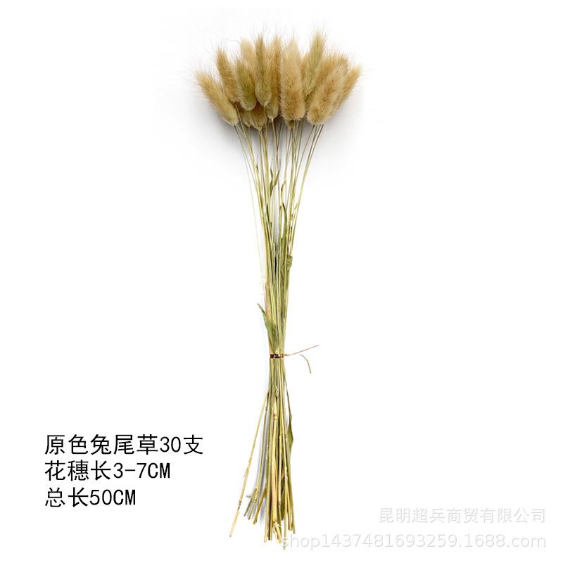 原色兔尾草30支.jpg