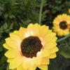 Novas Luzes de Chão de Girassol LED Alimentadas por Energia Solar do Fabricante para Jardins de Pátio, Luzes de Gramado de Chão à Prova d'Água para Exterior, Luzes Decorativas