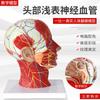 Sección transversal media de la cabeza médica, modelo de nervio vascular adjunto, modelo facial, modelo de anatomía de la cabeza
