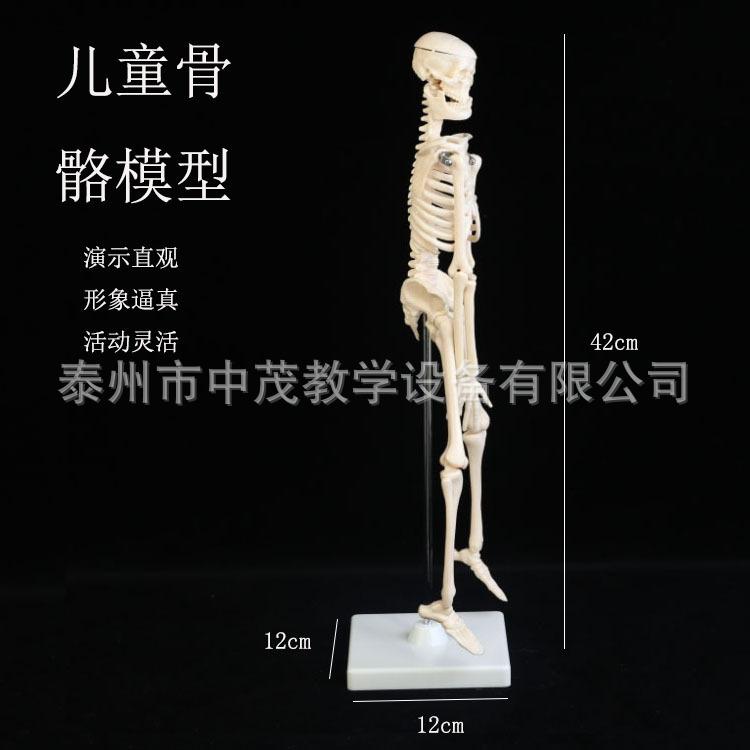 儿童骨骼 (4)