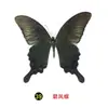 Especímenes Tridimensionales de Mariposas e Insectos Reales para la Educación Científica Infantil en Jardines de Infancia, con Alas Extendidas, Diseño de Estilo Fotográfico 1