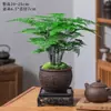 Planta de Bambu em Vaso da Moda para Interior, Bonsai, Sala de Estar, Escritório, Mesa, Planta Verde, Bambu Nuvem Boa, Sempre Verde, Todas as Estações