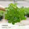 Plantas en Maceta de Menta Limón, Plántulas Comestibles, Buenas para Repeler Mosquitos en la Oficina, Fáciles de Cultivar, Plantas Hidropónicas de Menta Verde Hierba Gatera
