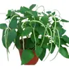 Sementes de Feijão Sem Casca Horta Varanda Vasos Feijão Rei Sem Casca Feijão Verde Original Sementes de Feijão Verde Longo Sementes de Legumes