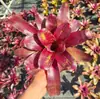 Paquete Combinado de Bromelias Set Grande Mediano Pequeño Madera Flotante de Selva Paisajismo Acuático Micro Paisaje Planta de Aire Otro