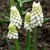 Bulbos de Jacinto-uva flor perene para vaso interno/externo planta resistente ao frio para todas as estações planta para cultivo hidropônico/em solo