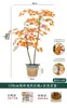 Plantas Verdes de Bordo Árvore Falsa de Bordo Vermelho Plantas em Vasos de Luxo Leve Decoração de Paisagismo para Sala de Estar de Casa Exibição de Janela Planta de Chão