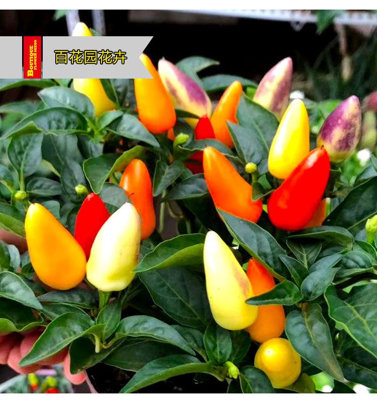盆栽五色椒-2