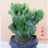 Plantas Verdes Flores de Balcón Interior Kalanchoe Pinnata Suculenta de Cinco Dedos Montaña Cactus con Raíces Kalanchoe Rojo