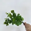 Dinheiro sai 5 garfos 7 garfos folhas de eucalipto folhas de camélia planta verde casa planta verde fábrica atacadista