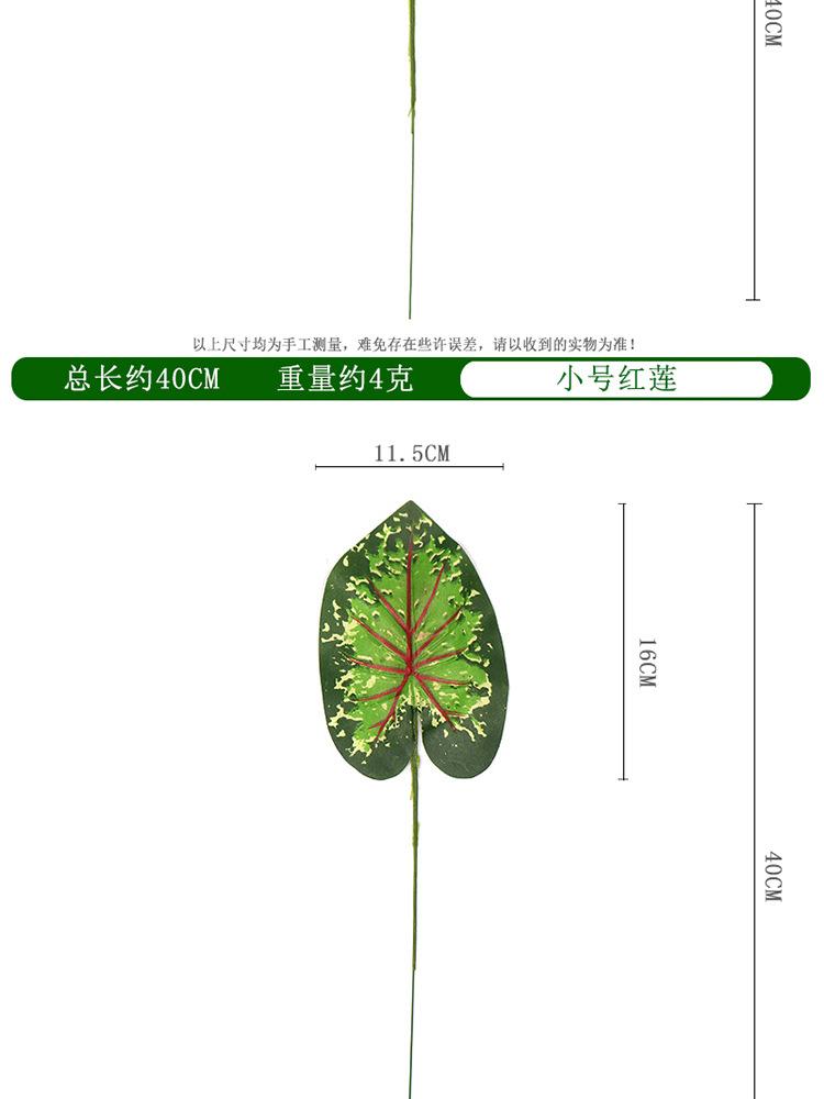 红莲单支_04.jpg