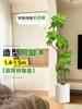 Planta Verde Grande para Sala de Estar con Forma de Pata de Pato, Planta en Maceta de Interior de Fácil Mantenimiento, Planta Verde Perenne de Pie para Oficina para Todas las Estaciones