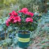 Rhododendron Plantas em Vaso Floridas Flores Xiyang Plantas Verdes Plantas de Escritório Internas de Pátio Árvores com Botões