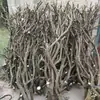 Forma de Galho Seco de Árvore para Pássaros Cabide de Roupa para Pendurar na Parede Decoração de Galho de Teto Galho de Madeira Crua Galho Seco Natural Galho Seco Madeira Seca Cabelo Liso