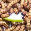 Larva de pão larva de cevada verme vivo verme de proteína verme vivo tenébrio amarelo ração para peixe dragão tartaruga estorninho tordo verme