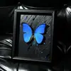 Marco de Fotos de Espécimen de Mariposa Barra de Mesa Insignia Marco de Exhibición de Vidrio Hueco Marco de Fotos de Madera Maciza Europea DIY Flor Seca