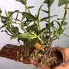 Tabla de madera en lugar de tabla de plantación tabla epífita Phalaenopsis helecho cuerno de ciervo helecho serpiente Dendrobium tabla colgante planta interior Dendrobium abeto