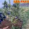 Plántulas de Arándanos con Macetas de Fruta, Plántulas de Fruta para Balcón Plantadas en el Suelo, Siembra en el Sur y el Norte, Plántulas de Arándanos que Dan Fruto en el Mismo Año