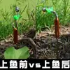 Montaje de Pesca de Tortuga Totalmente Automático con Resorte y Inserto de Hilo Fácil de Usar para Pesca Perezosa, Adecuado para Tortugas, Carpas y Peces Negro