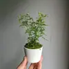 Rosa Japonesa com Botões Planta Verde Envasada para Floração o Ano Todo em Peitoril de Janela ou Varanda