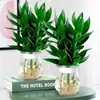 Bambú Wenchang 4 Piezas de Bambú Guanyin Hidropónico con Raíces, Rica Cultura del Agua de Bambú, Plantas Verdes de Interior para Sala de Estar, Estilo Corto Rico en Bambú de Interior