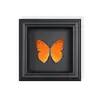 Mariposa Cola de Golondrina Roja y Verde Espécimen Real de Mariposa Pintura Decorativa Colgante Adorno de Mariposa Cola de Golondrina con Marco de Madera Maciza como Regalo para un Amigo Cercano
