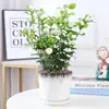 Planta de Semillero de Jazmín Cabeza de Tigre en Maceta Sala de Estar Doble Pétalo Espécimen Antiguo Fragancia Fuerte Gardenia Jiulixiang Planta Fácil de Cultivar en Cuatro Estaciones Planta Verde