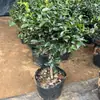 Planta Joven de Camelia para Té en Maceta con Capullos de Flor Perenne Todo el Año Resistente al Frío Fácil de Cultivar Patio Balcón Sala de Estar Interior Planta Verde Flores