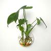 Maceta Acrílica de Pared Hidropónica para Pothos, Botella, Colgante de Pared, Pecera, Decoración de Pared, Restaurante, Sala de Estar, Pared de Fondo, Maceta