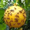 Mosca de la fruta Bola Amarilla Verde Trampa de Insectos Bola Bola Pegajosa de Insectos Bola Trampa para Mosca de la Fruta Melón Mosca de la Fruta Aguja Abeja Huerta Fabricante Mayorista