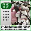 Four-Flower Green Peel Artículos Nuevos Medicina China Cáscara de Naranja Verde Cáscara de Naranja Verde Cáscara Verde Cáscara Verde Pequeña Cáscara de Mandarina Verde Materiales Medicinales Chinos Venta al por Mayor y al por Menor