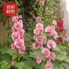 Semillas de Malvarrosa de Flor Doble Florecen en Todas las Estaciones, Cosmos de Exterior Semillas de Flores Fáciles de Cultivar, Semillas de Flores para Jardín de Verano