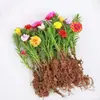 Mudas de Onze-horas de pétalas duplas com botões de flores enviadas em cores mistas, sistema radicular completo, florescem na varanda e no pátio, planta de vaso