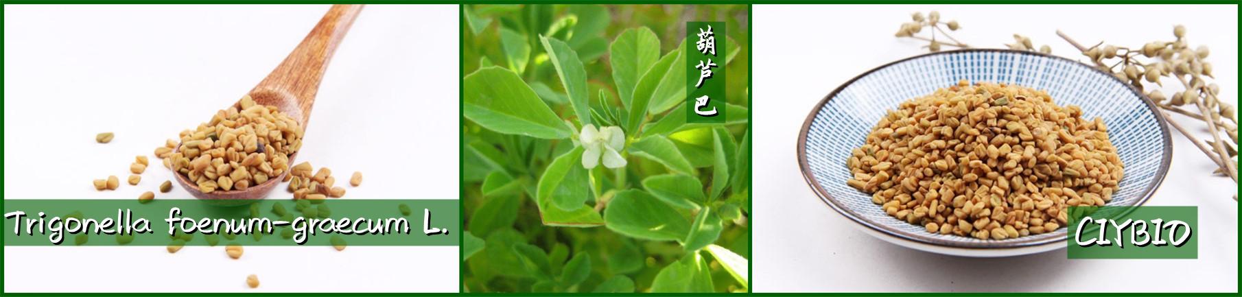 葫芦巴产品简介配图