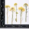 Galhos de Flores em Forma Natural Misturados Feitos à Mão Materiais Decorativos DIY Espécimes de Flores Secas em Relevo Coleção de Plantas Pinturas Decorativas