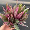 Planta en maceta Chlorophytum de hoja rizada corazón dorado, planta pequeña de escritorio para oficina de chica francesa, planta verde colgante de interior, Chlorophytum de borde dorado