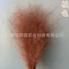 Vida eterna grama rosa e preta flores secas suprimentos para decoração de casamento materiais de flor diy materiais de flor eterna transfronteiriços fabricantes de Yunnan