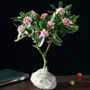 Planta em Vaso Daphne com Borda Dourada Altamente Perfumada com Botões de Flor Varanda Interior Espécime Antigo Planta de Sala Resistente ao Frio Fácil de Cultivar e Propagar